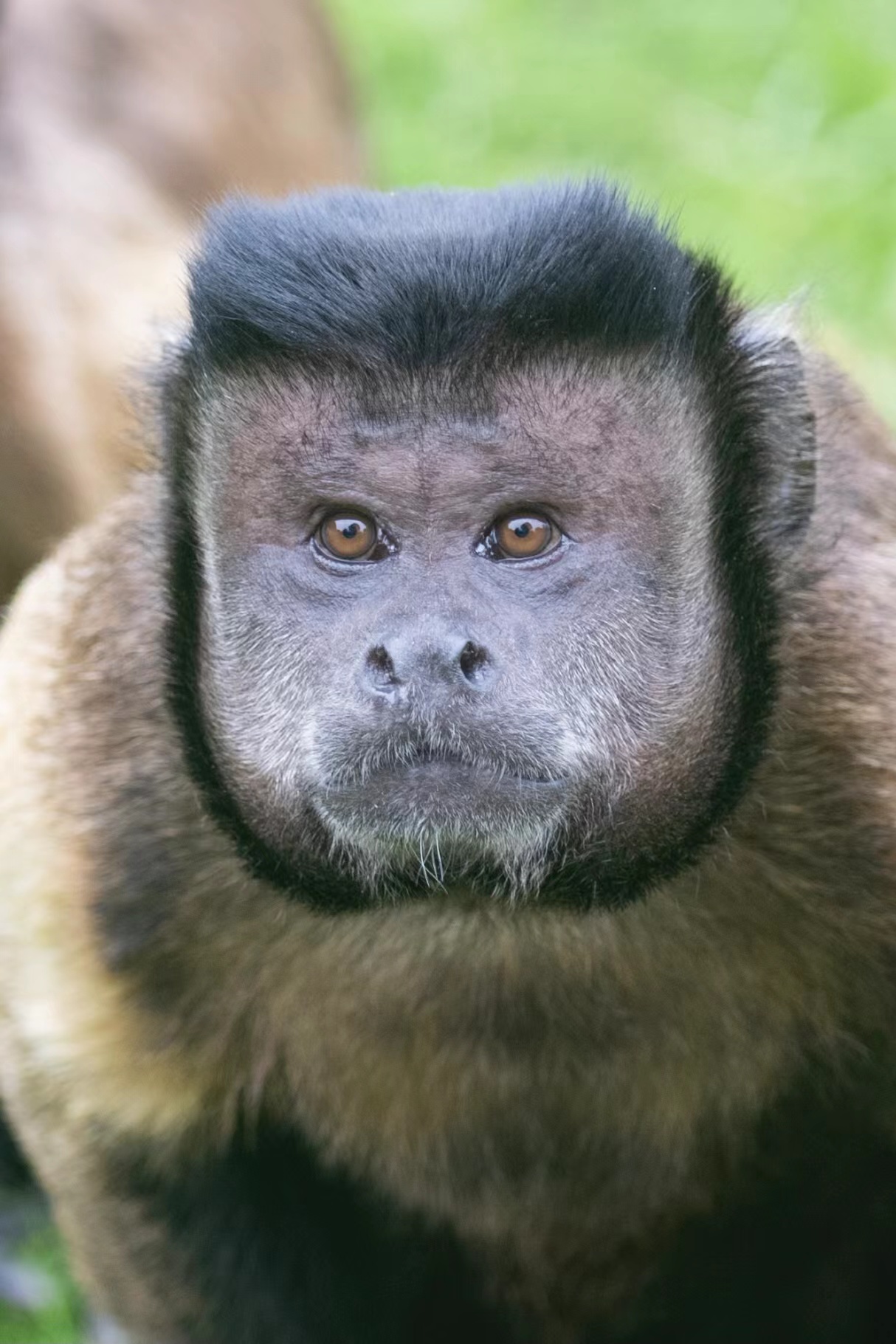 如果"国字脸"猴会说话?猴子:你礼貌吗