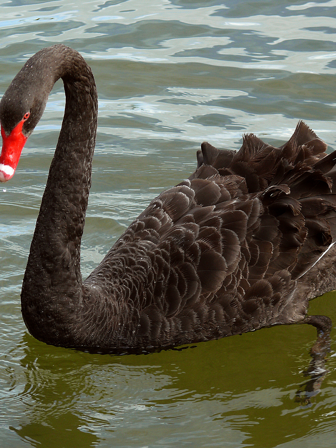 圆明园黑天鹅死亡事件,疑遭食肉动物袭击