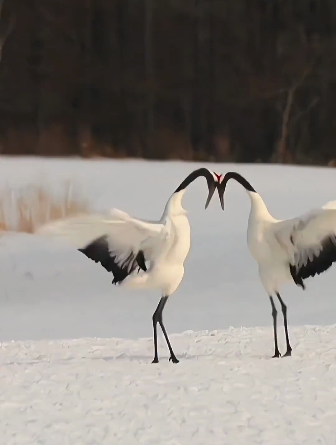 "仙鹤跳舞"非常罕见 只有运气好到爆才可以看到 🍀🍀
