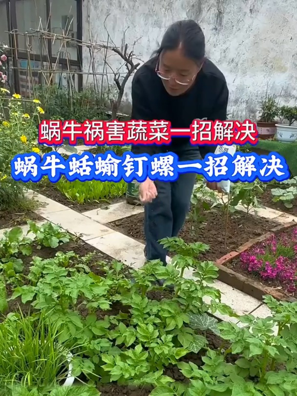 蜗牛祸害蔬菜教你,一招解决蜗牛等软体动物