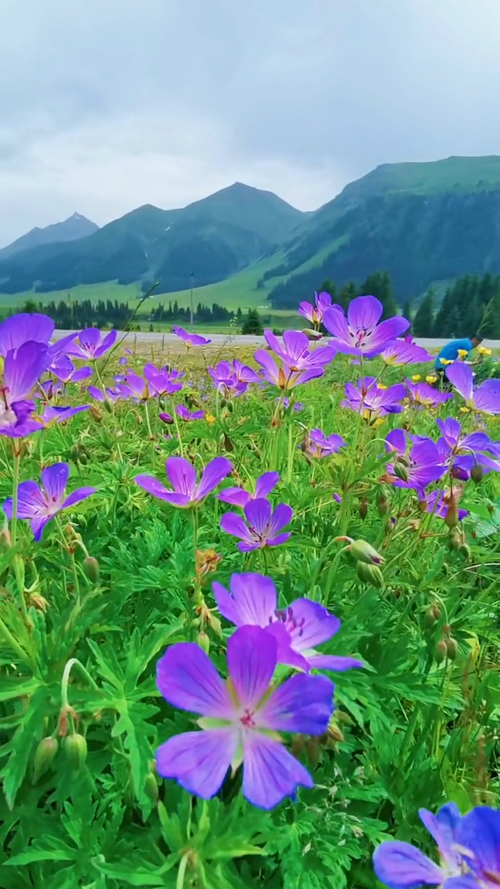 漫山遍野的野花,迎着风和日丽的阳光,欣欣向荣