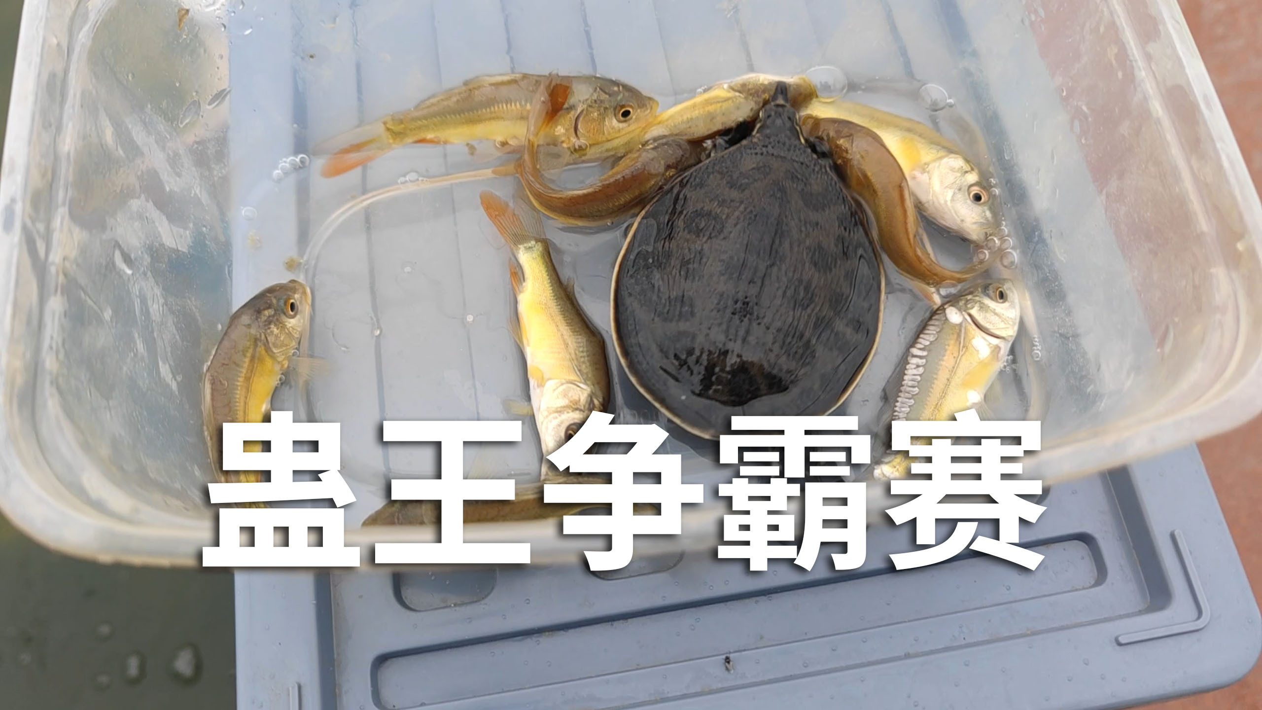 蛊王争霸赛?加入佛罗里达鳖,镜鲤,入侵物种全明星04