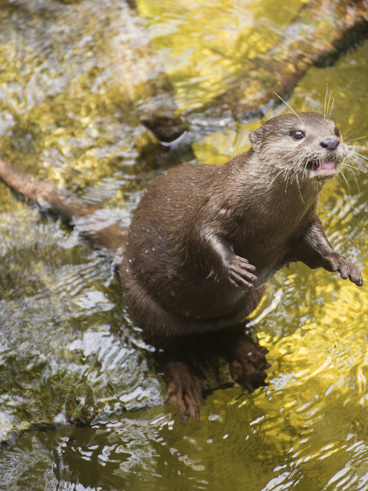 河狸在啃伐树木,不料有棕熊在树上歇息,下一秒棕熊直接摔倒水里