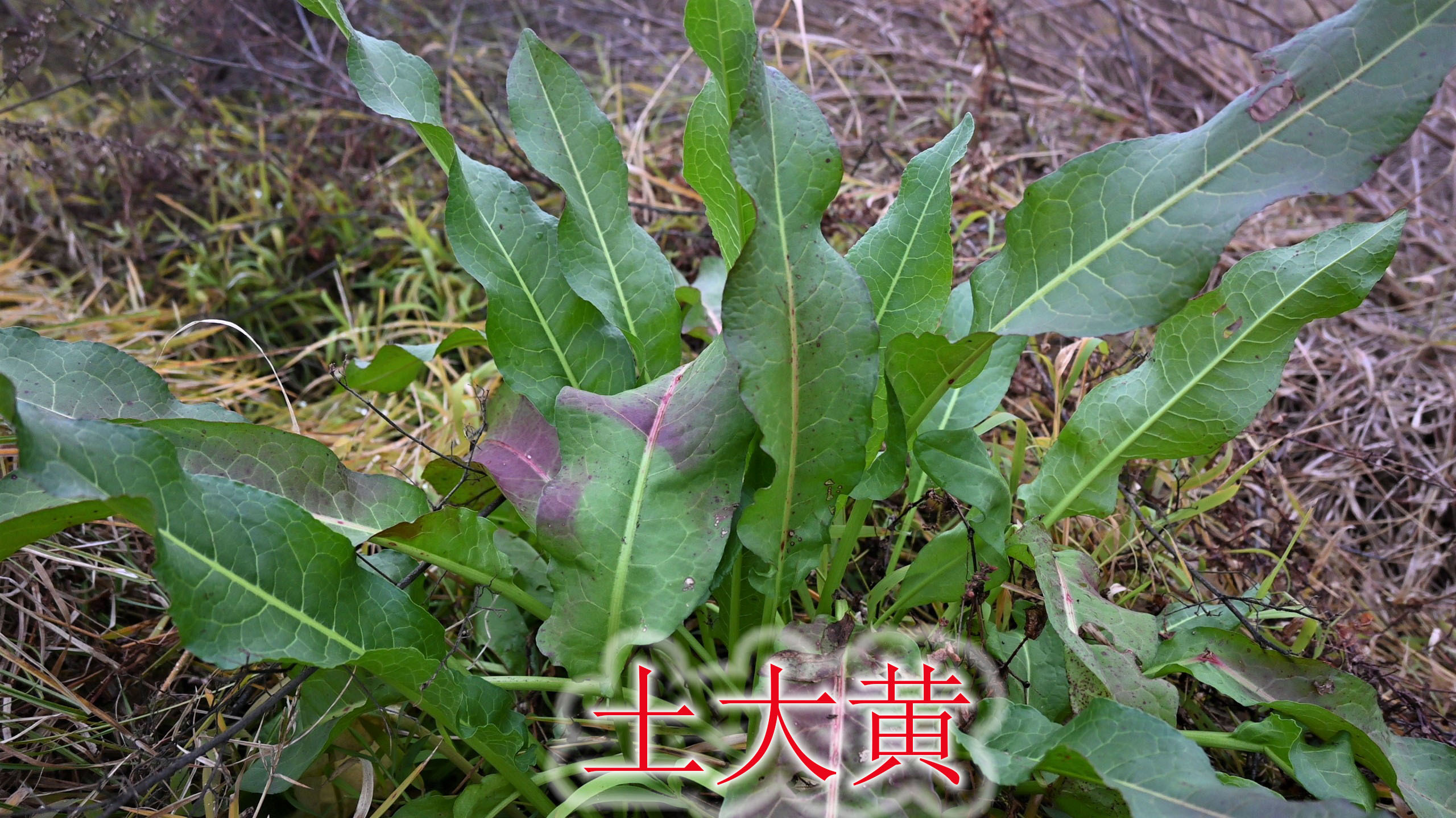 “土大黄”是不是农村野菜?鲜根一斤20元市场,叶子用来喂家禽