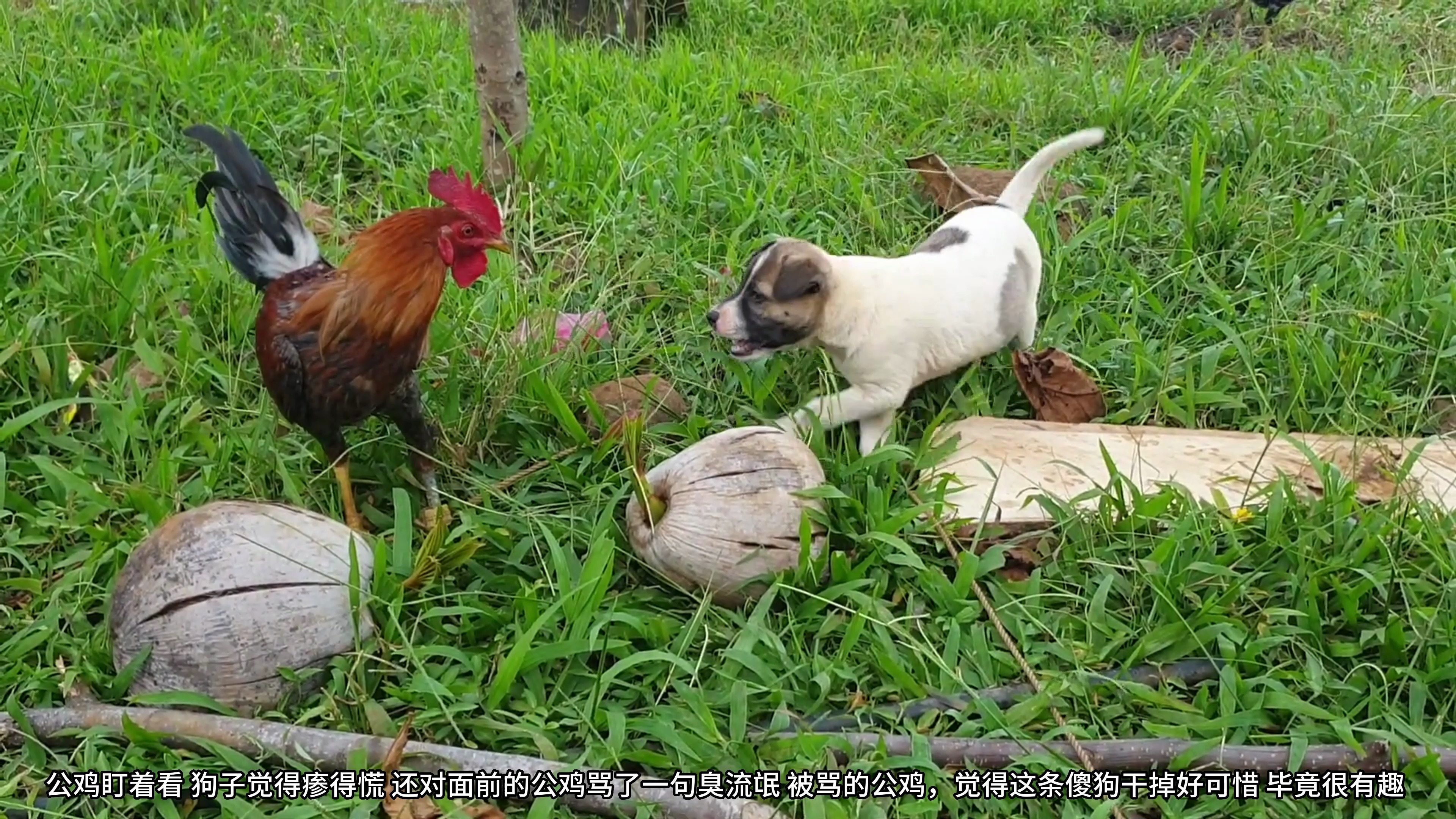 公鸡见到面前的狗傻里傻气,不想要让它靠近,还在一直的躲避