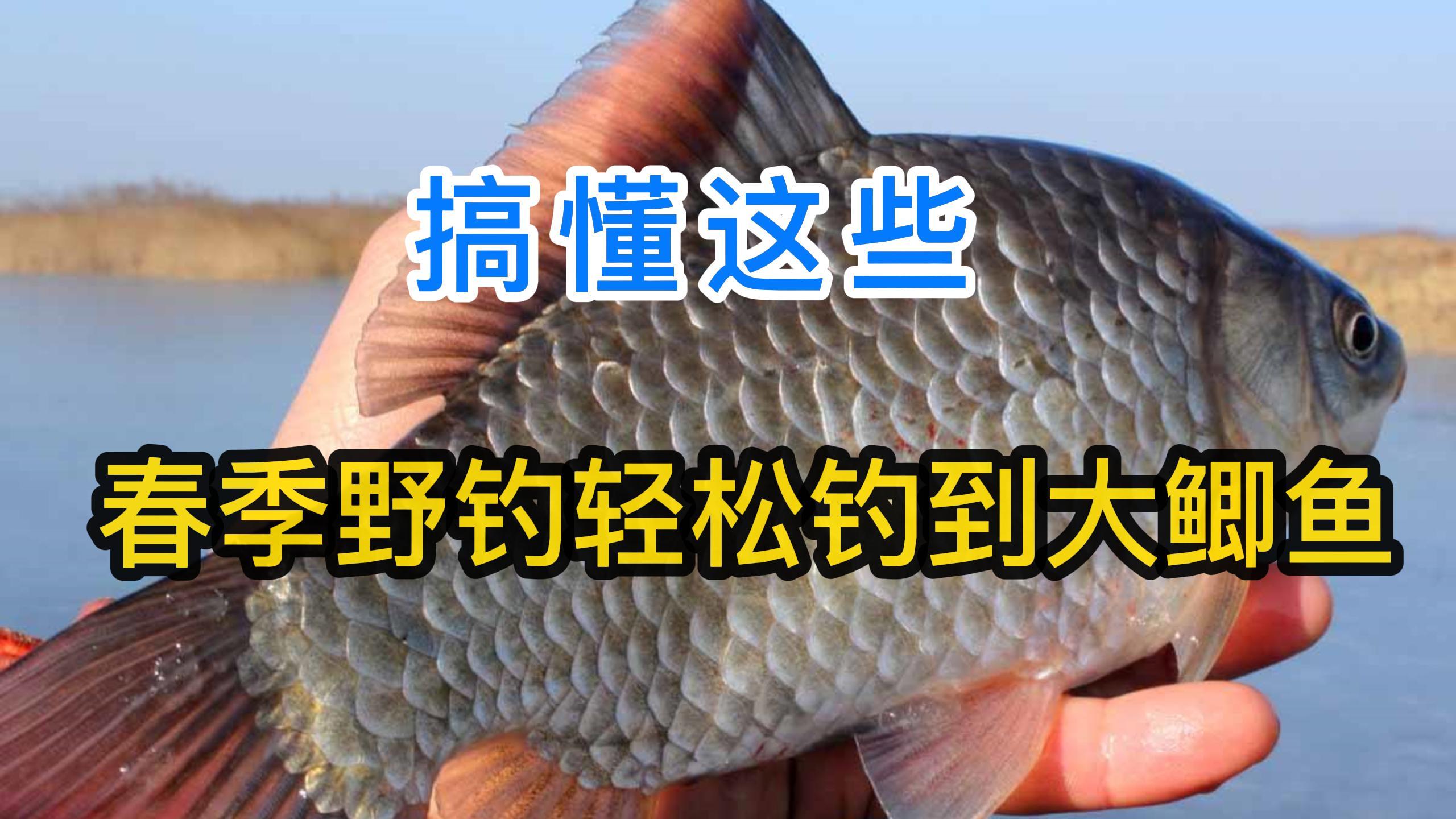 搞懂这些,春季野钓大鲫鱼会很容易!