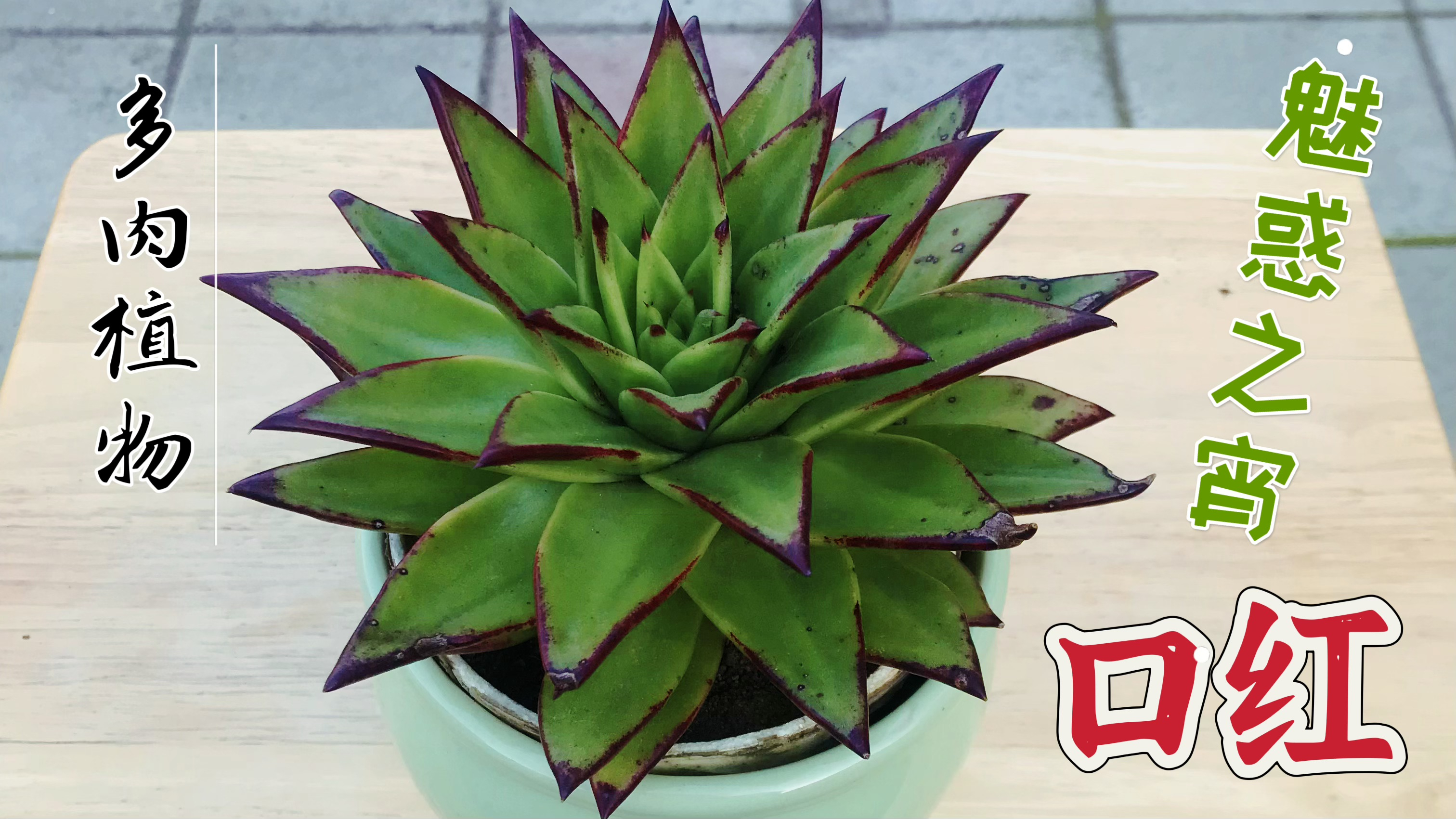 口红 魅惑之霄 多肉植物 养护管理 简单 轻松上手