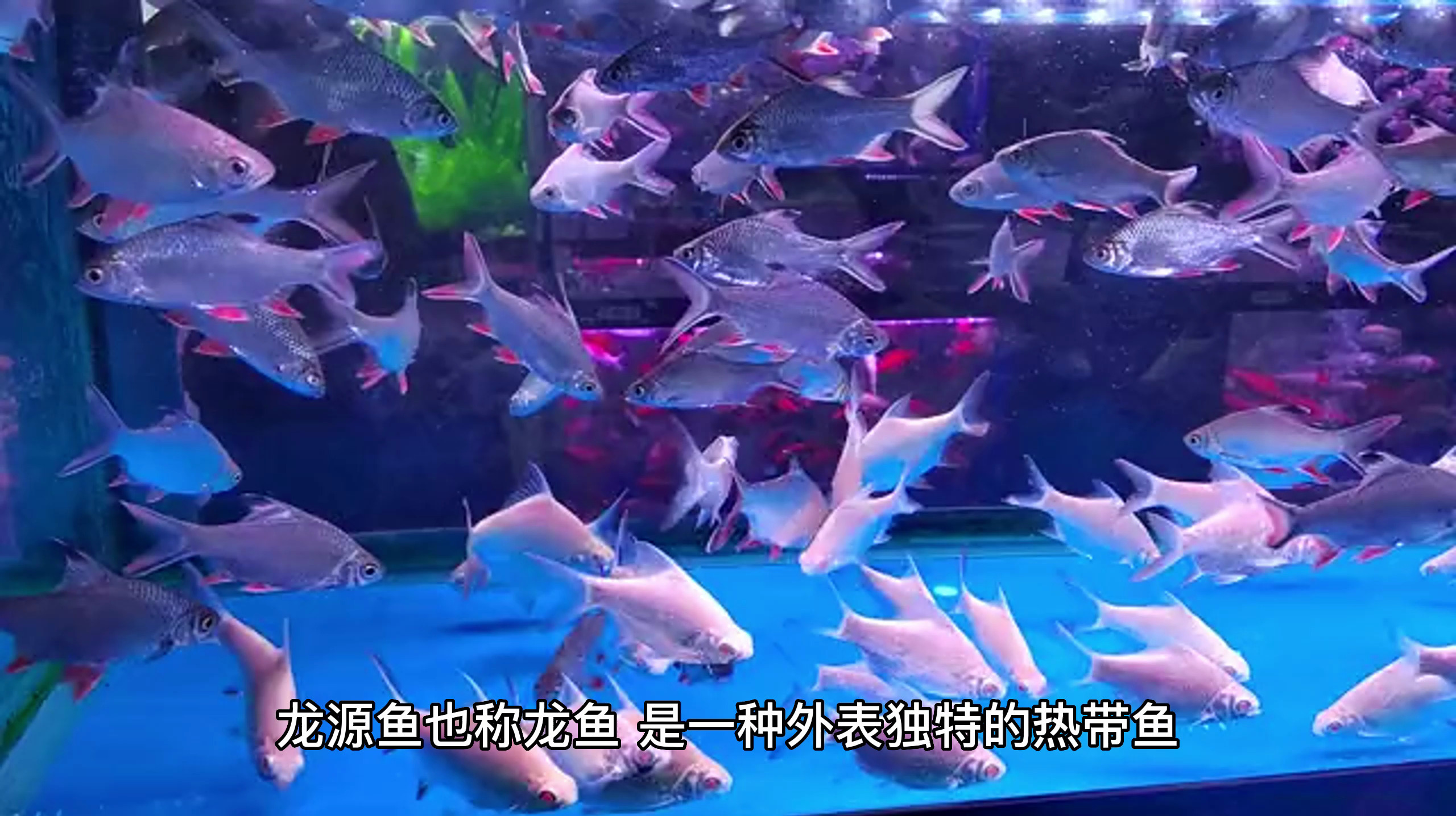 龙源鱼怎么养?