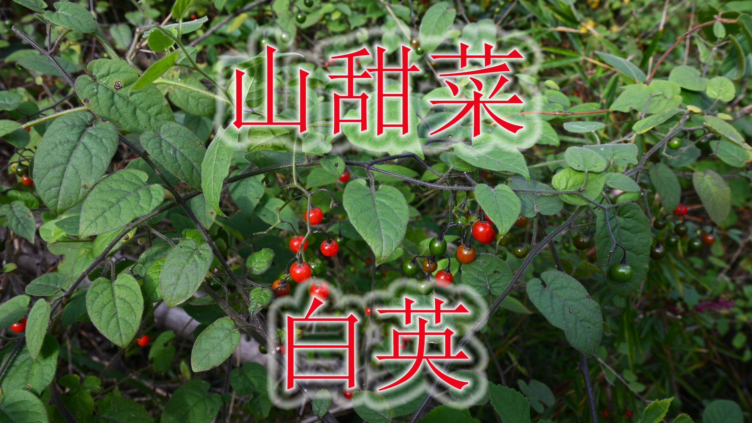 植物白英又叫“山甜菜”,果子漂亮却有毒,全草煮水用途了解吗?