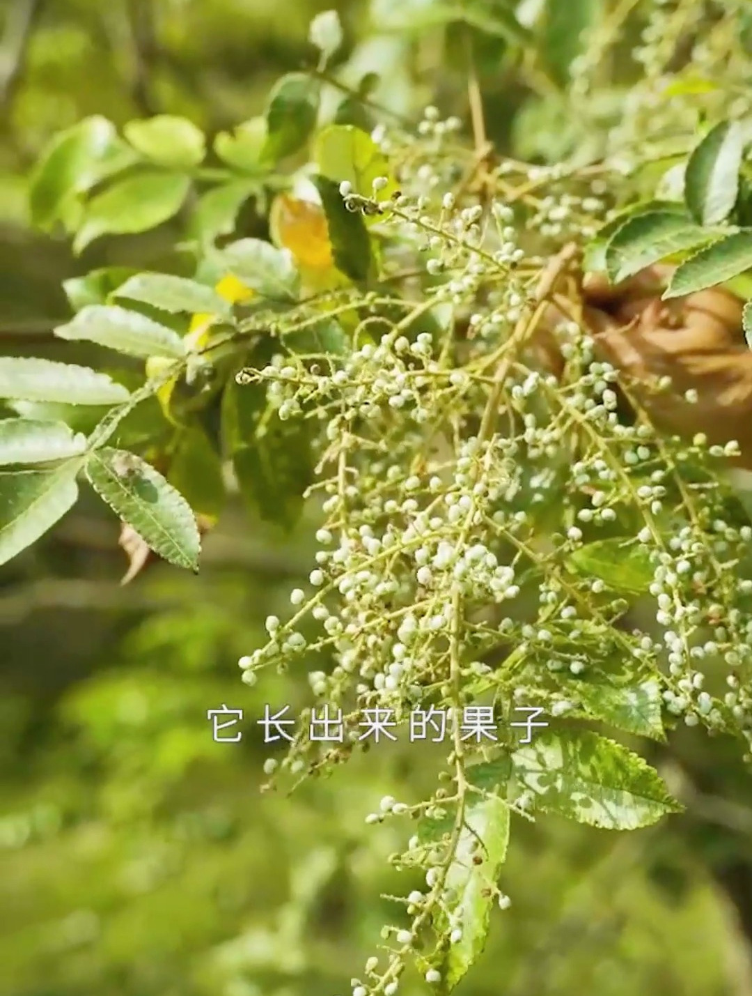 盐肤木的果实咸如盐巴长在树上的土盐比家用盐还要咸