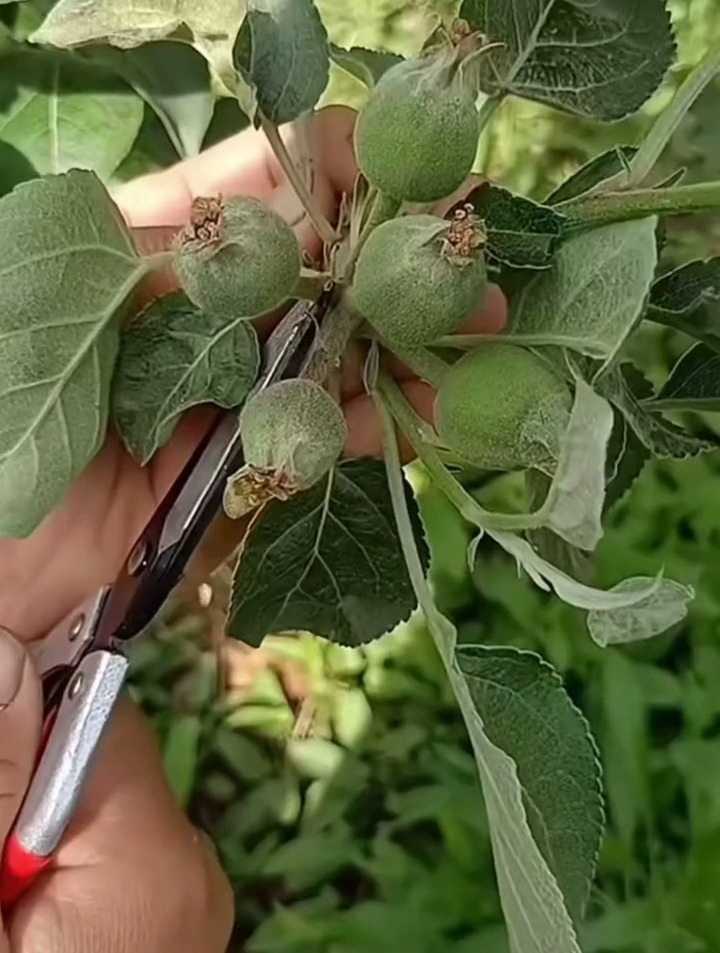 苹果要疏花疏果才能保质保量具体怎么做进来看看吧