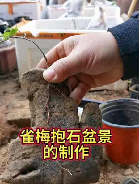 分享雀梅的抱石盆景的制作方法,你也喜欢抱石盆景吗?-度小视