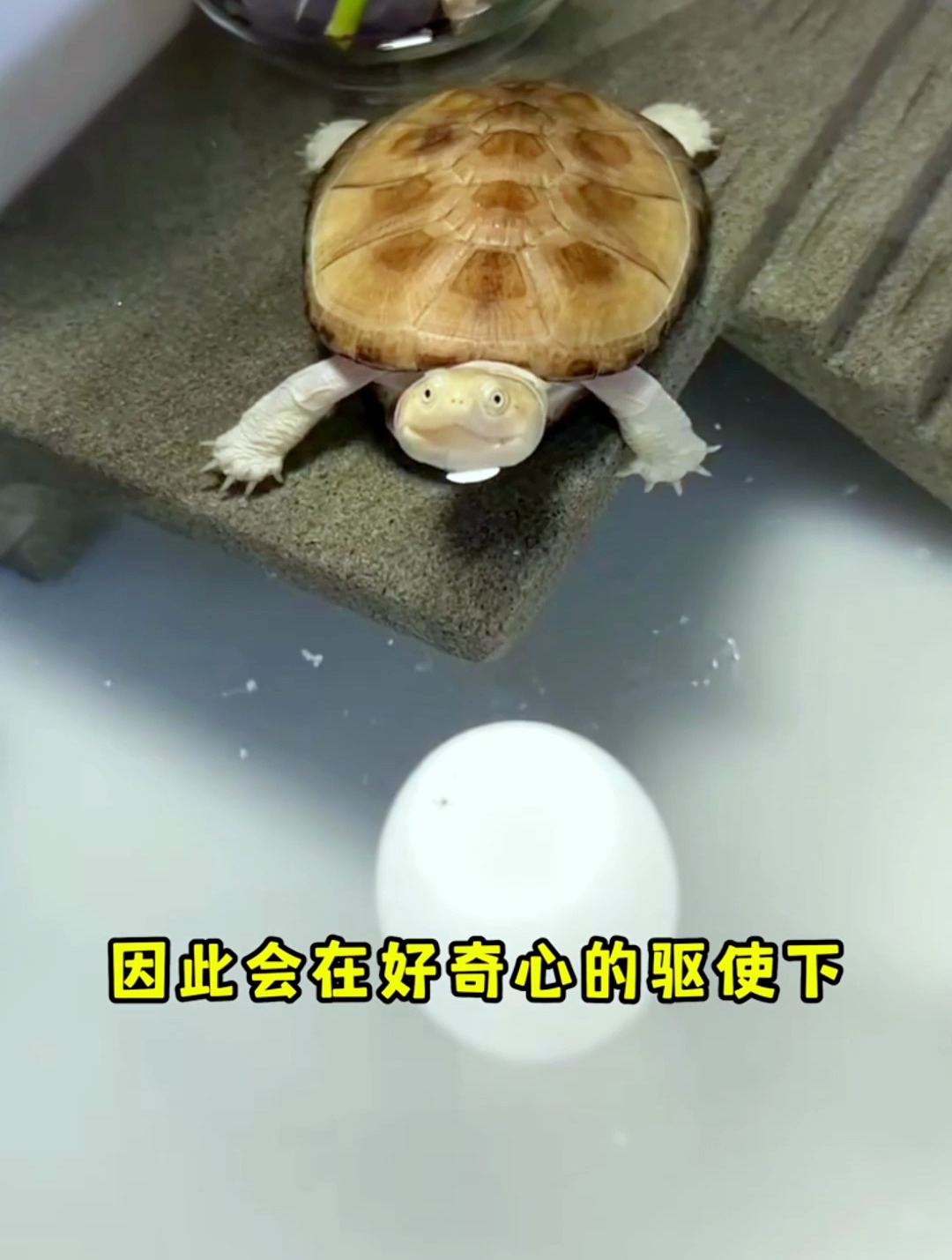 新手养龟有哪些禁忌?如果你不注意这些最好还是别养龟