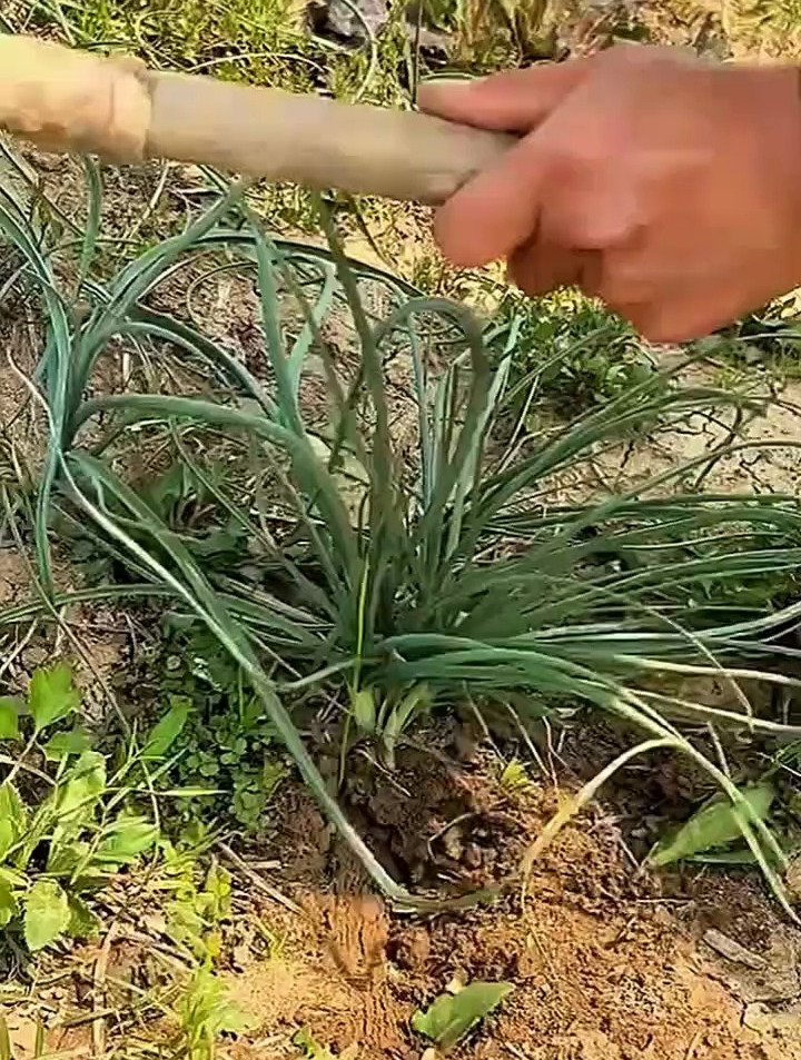 春天挖野菜味道还不错