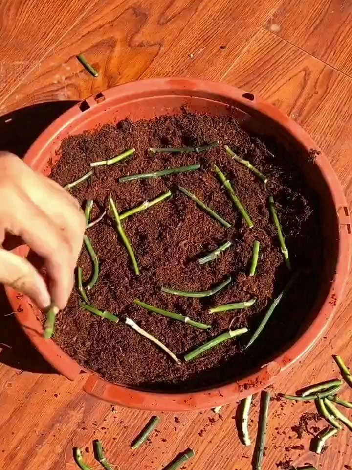 绿萝枝条这样扦插,操作简单,生根快