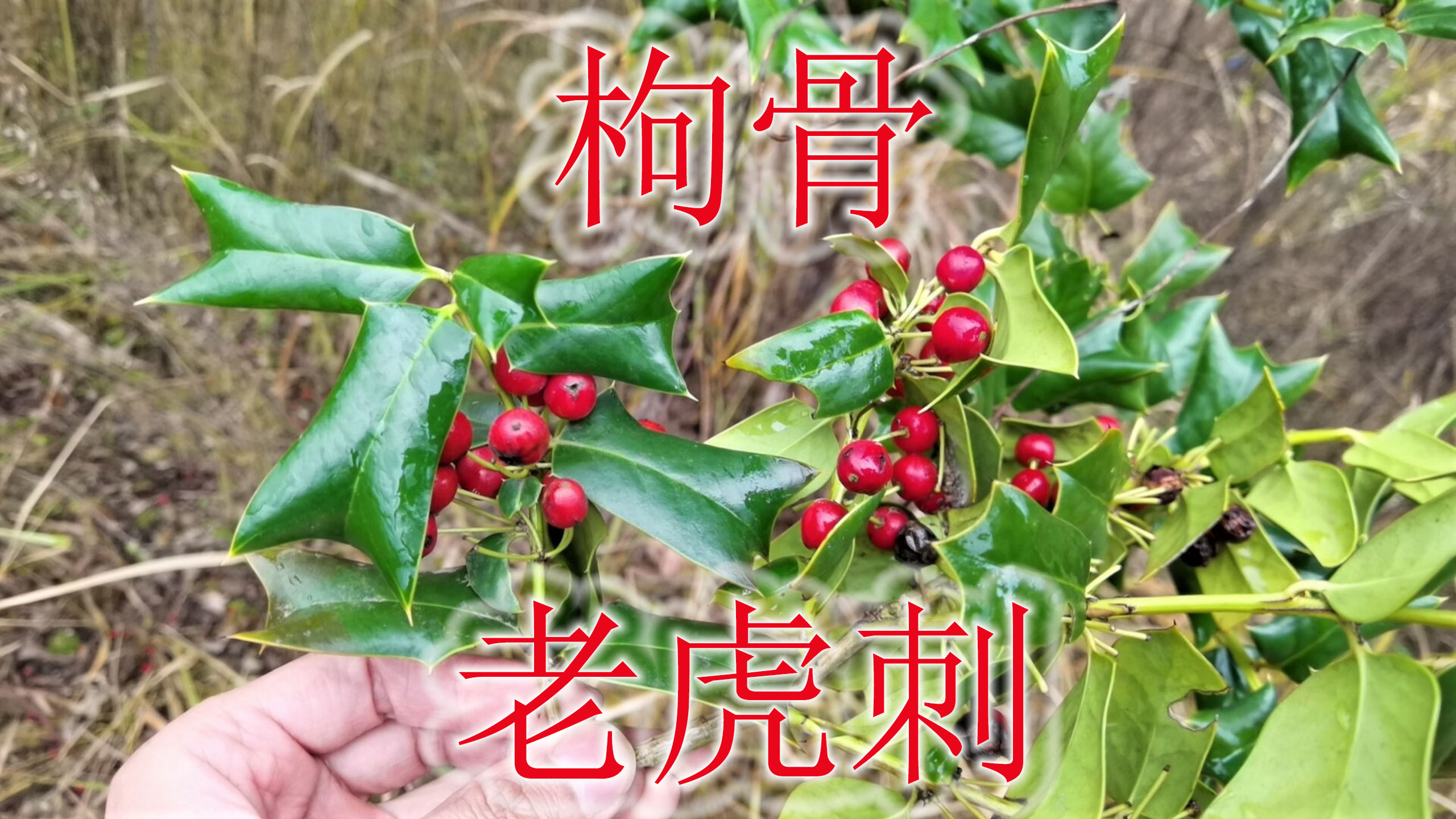 常见植物“枸骨”是个宝,果实泡酒好处多,遇见可不要错过!