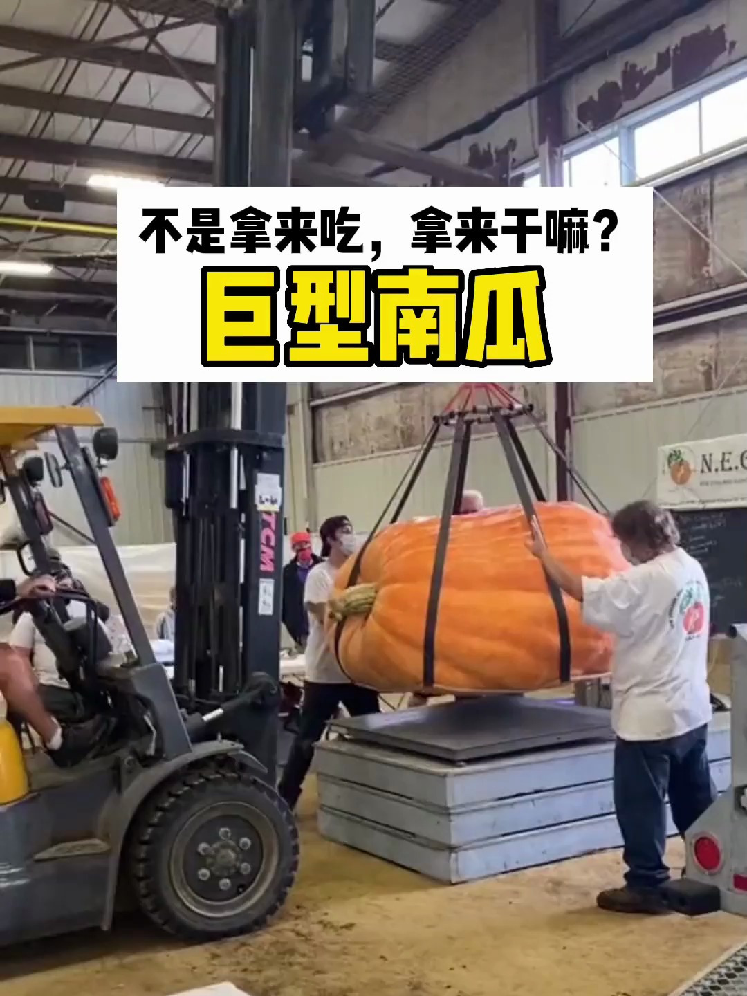 巨型南瓜好不好吃呢,那么除了吃还能用来干嘛呢?