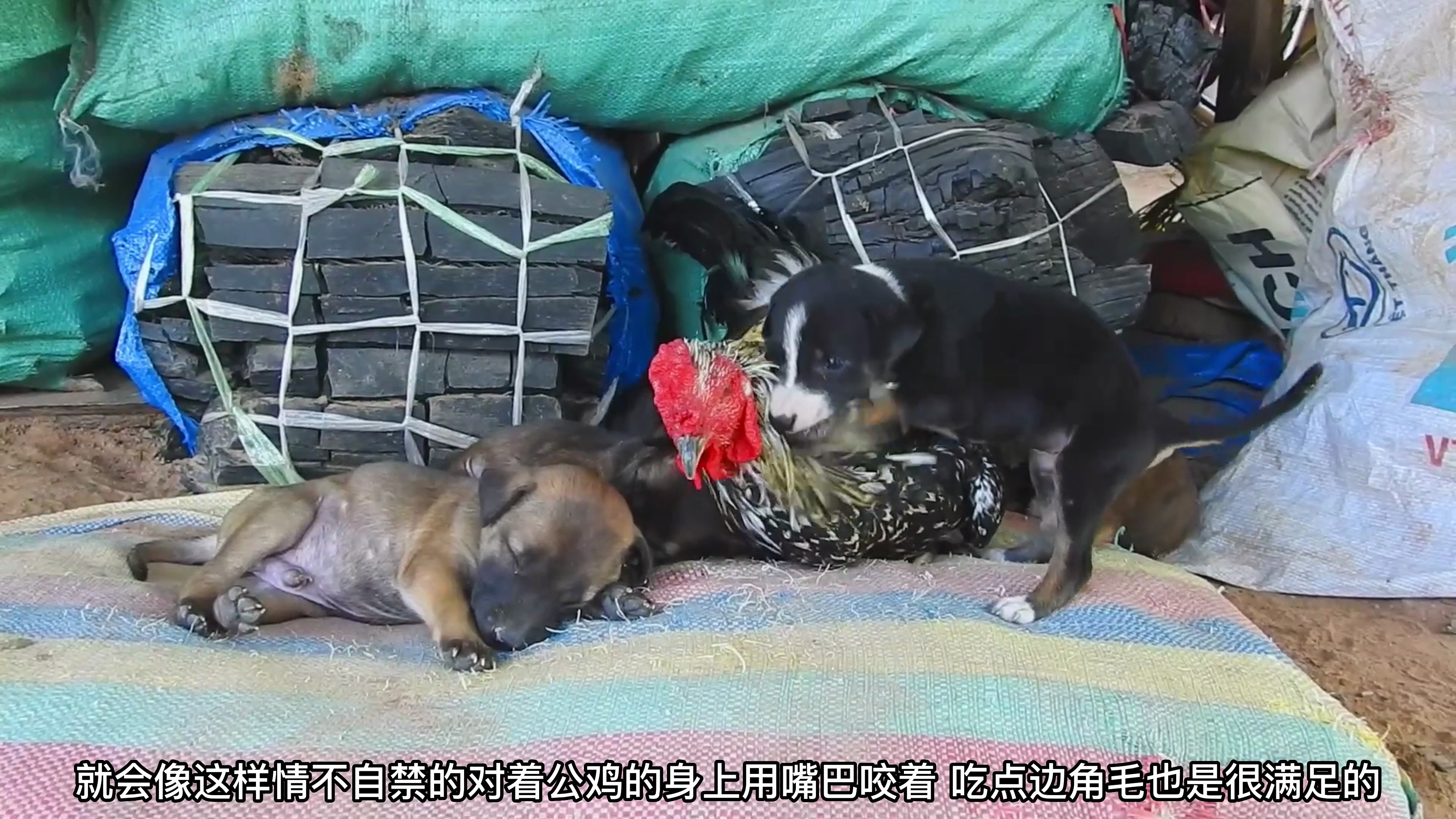 小黑狗想要吃鸡肉了,猴子走过去赶走它,回头就找跳蚤吃