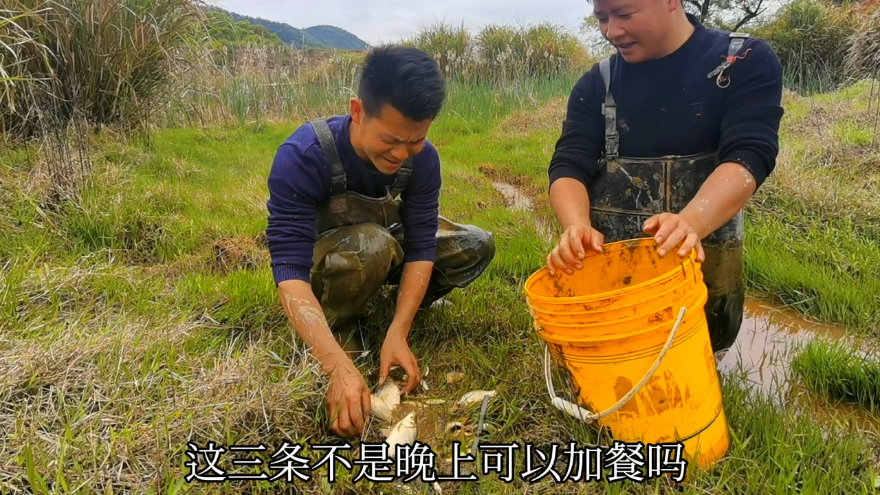 挑战第12天不买菜,3兄弟徒手抓鱼,有草鱼鲫鱼和白鲢