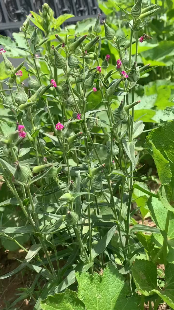 麵條菜開花了,結了種子就可以種好多好多面條菜