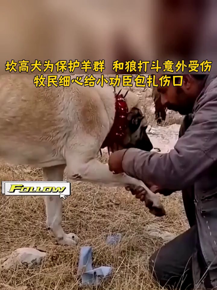 坎高犬为保护羊群 和狼打斗意外受伤 牧民细心给小功臣包扎伤口