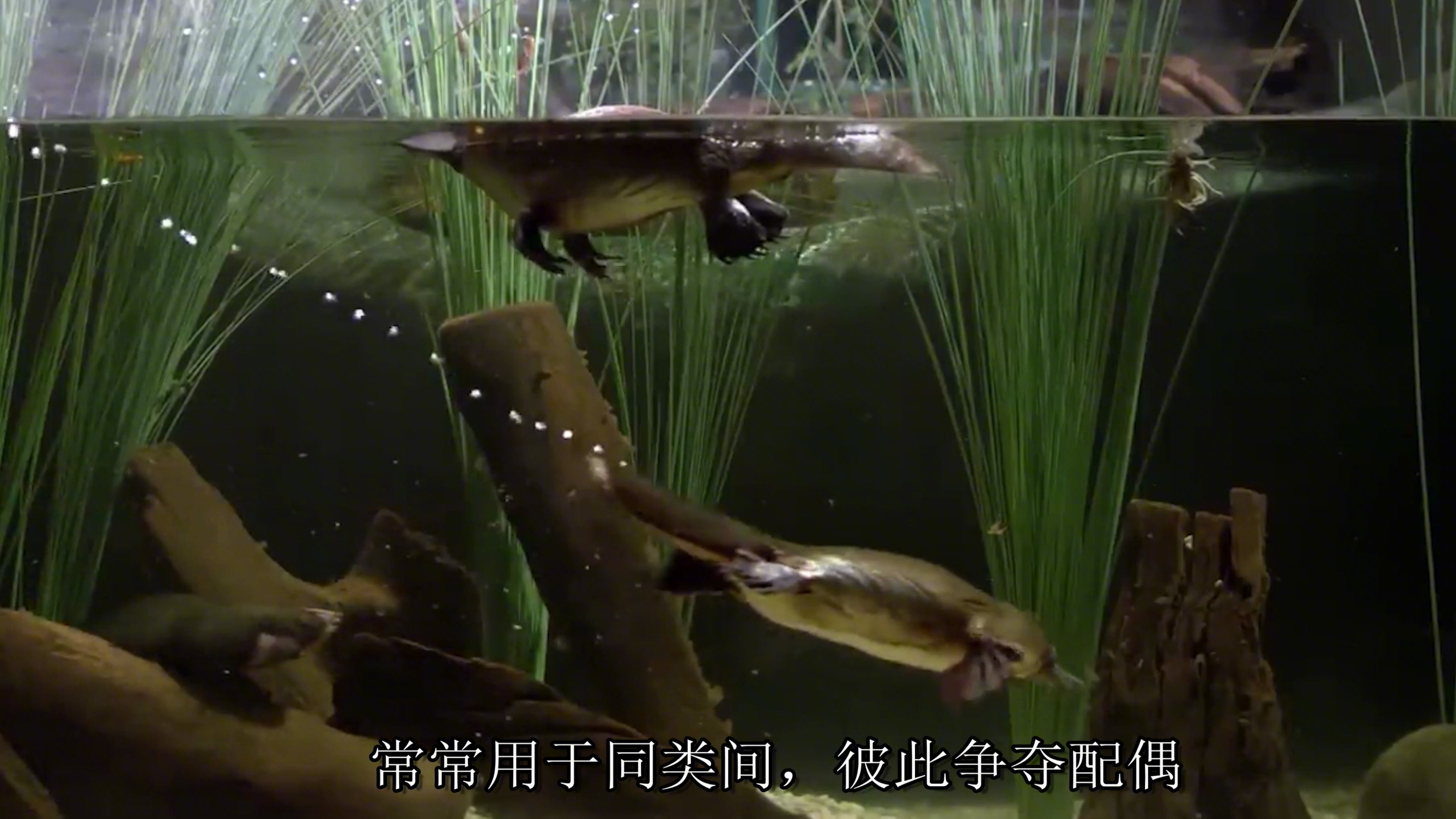 “疼痛难忍”世界上“咬人”最疼的生物们!(自配音)