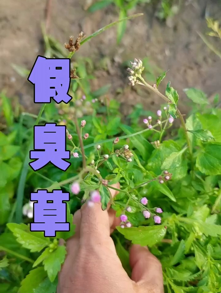 植物科普:假臭草和藿香蓟非常像,你能分辨出么?