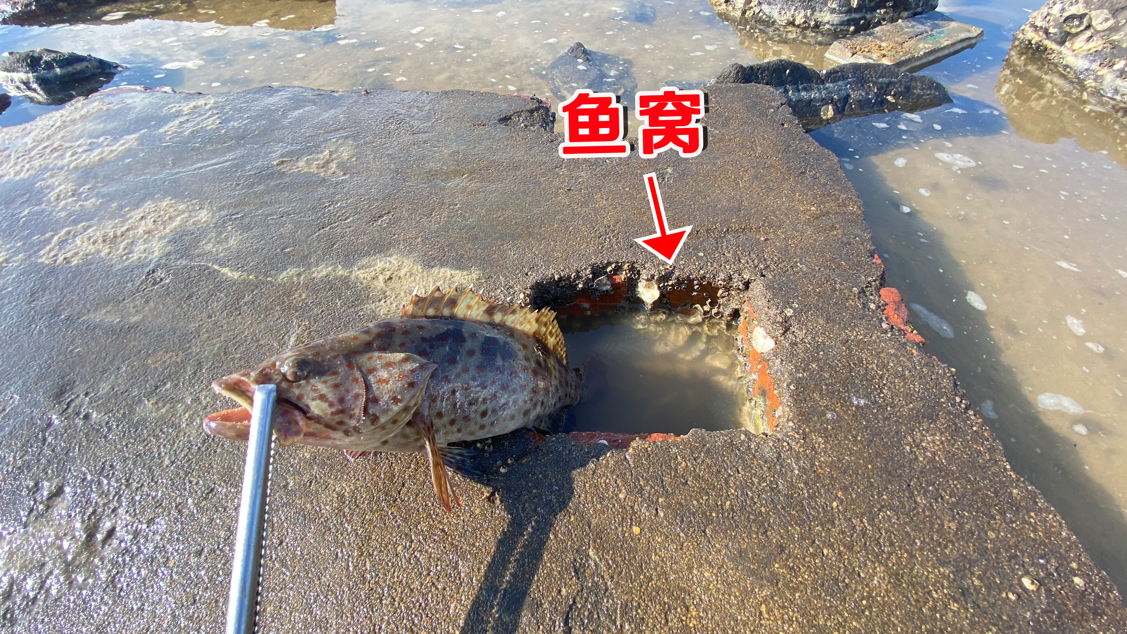 退潮后发现一处小小鱼窝,阿聪摸出6条石斑鱼,太意外了