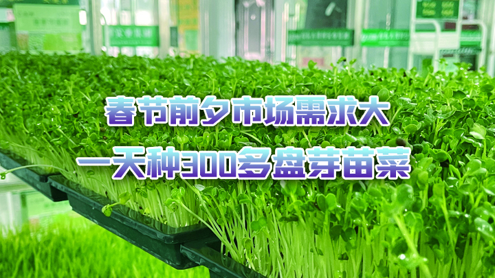 春节前夕市场需求大,一天种300多盘芽苗菜,赚大了!