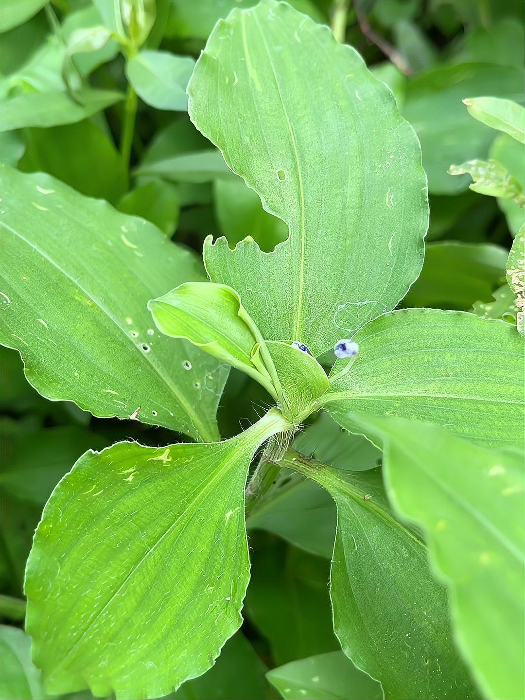 小路边生长的鸭跖草,老人们称它为“流感草”,煮水作用厉害了