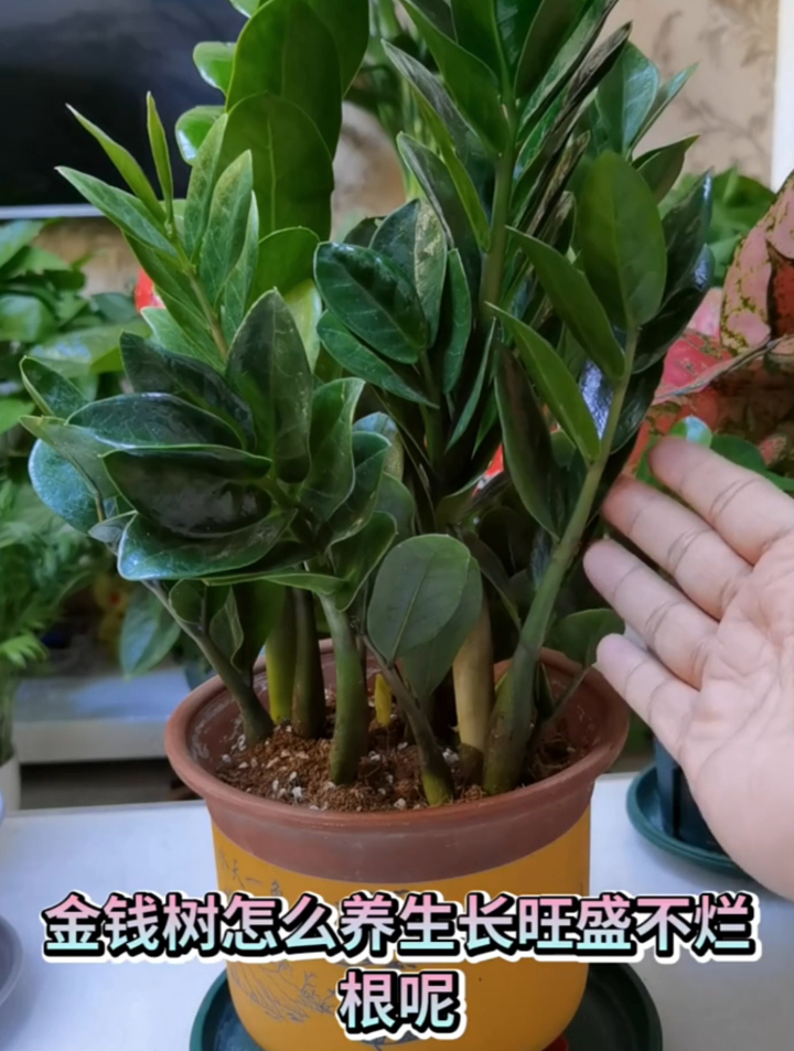 金钱树养护注意事项是什么?这样养金钱树叶片绿油油蹭蹭发新芽