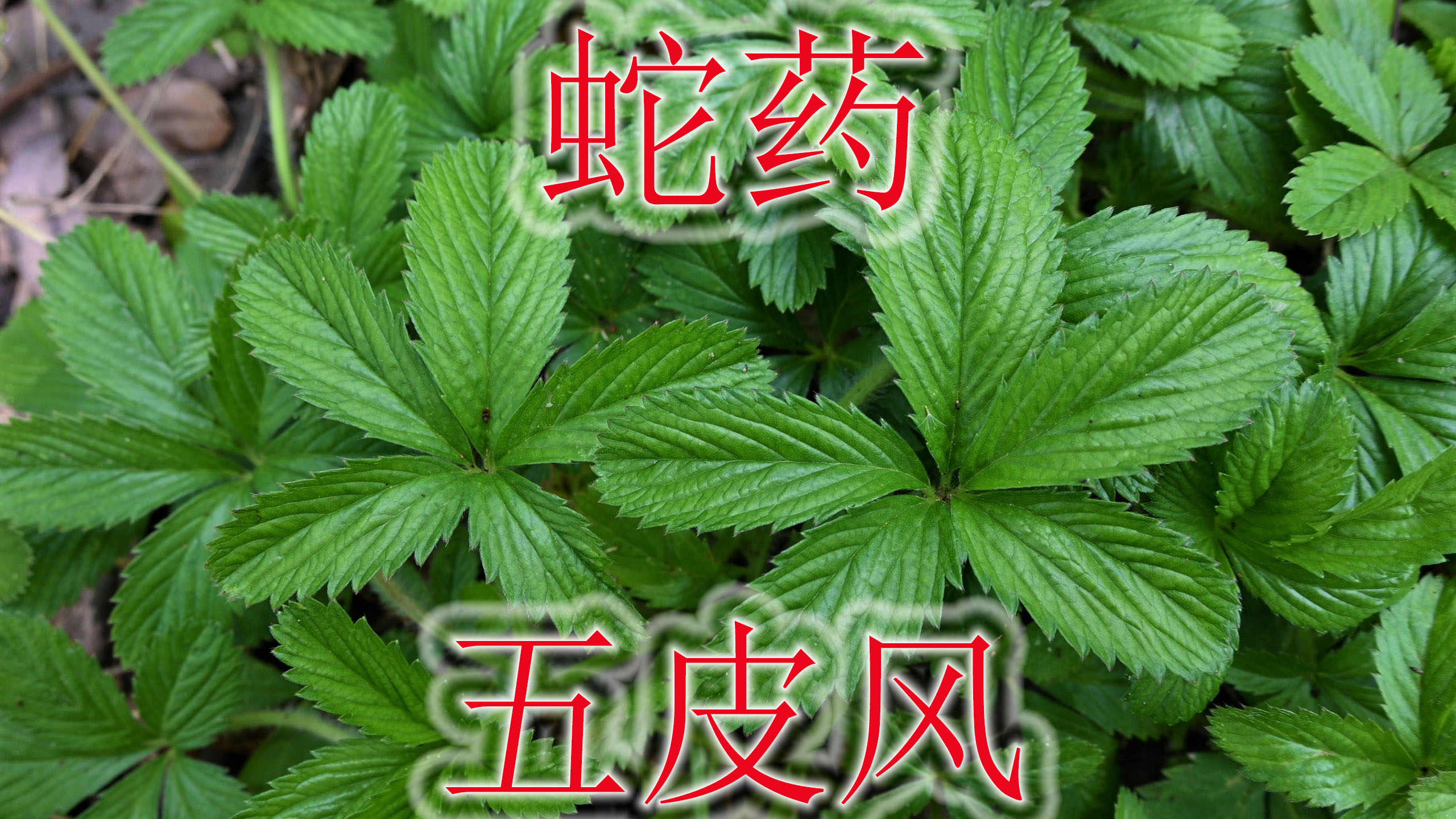 毒蛇有关的植物“五皮风”,农村老人称“咽喉王”,遇见认识吗?
