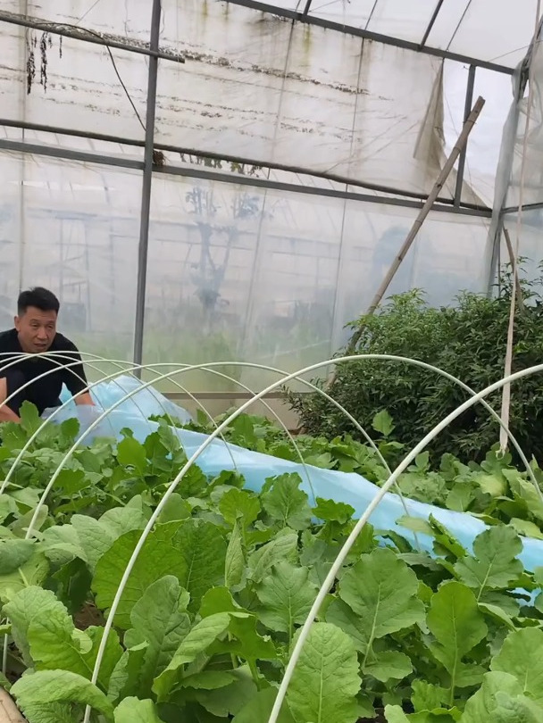 种大棚种什么最赚钱(大棚种植什么简单又赚钱)