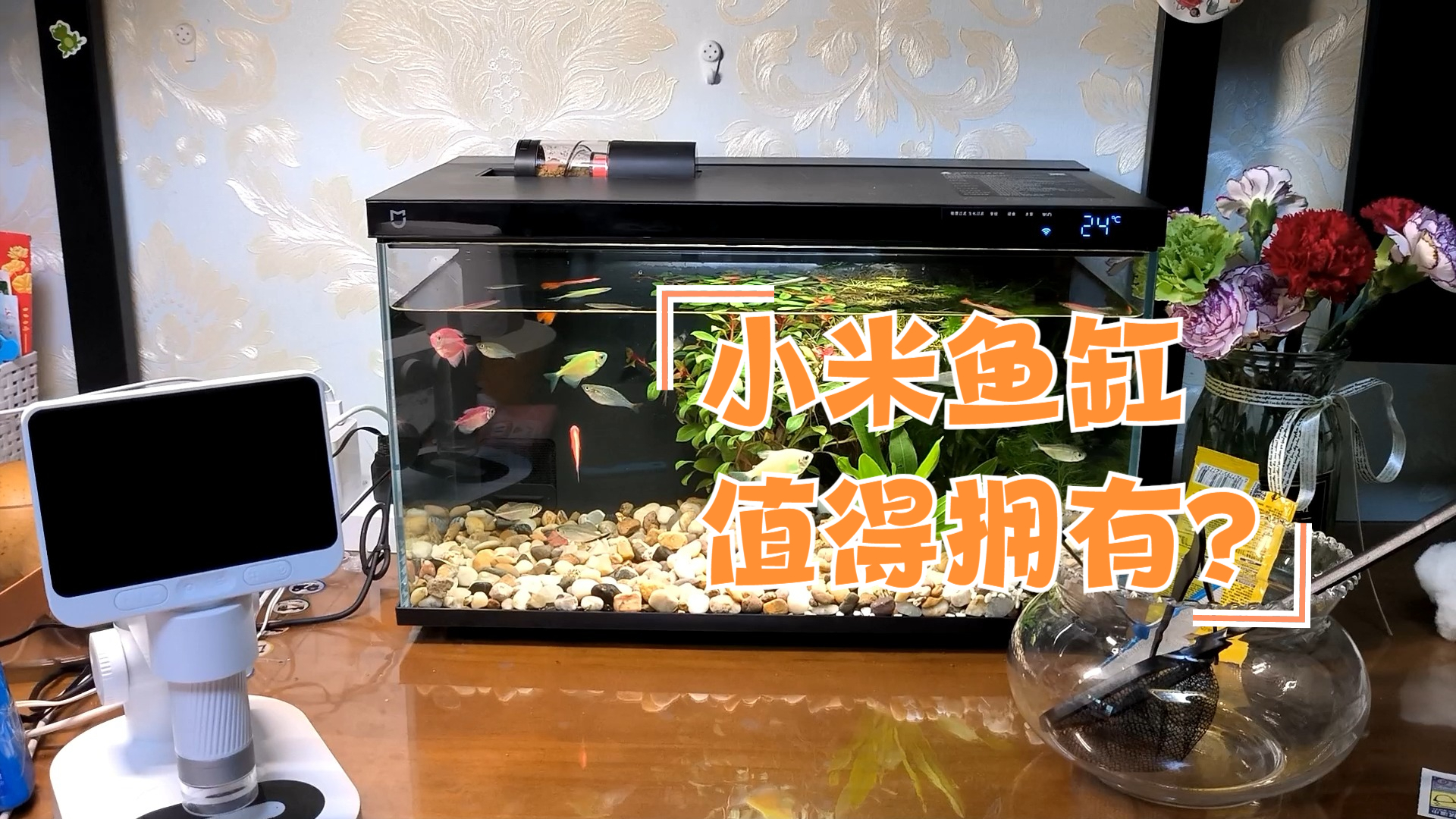 小米鱼缸一星期体验视频,主讲缺点!