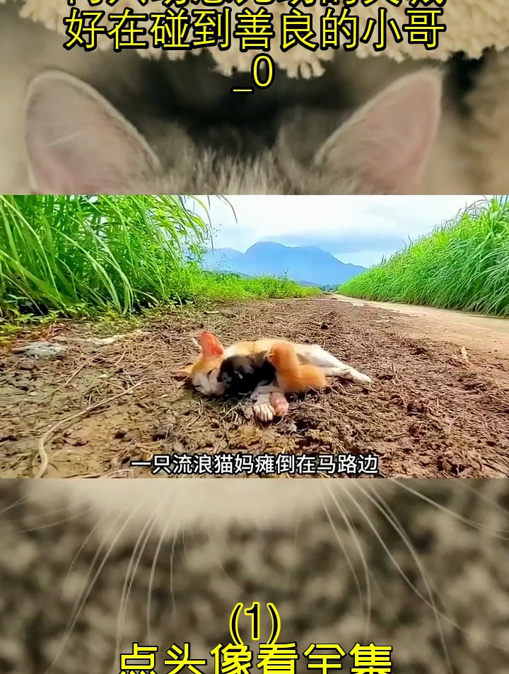 流浪猫妈因饥饿昏倒,两只幼崽无助的哭喊,好在碰到善良的小哥!