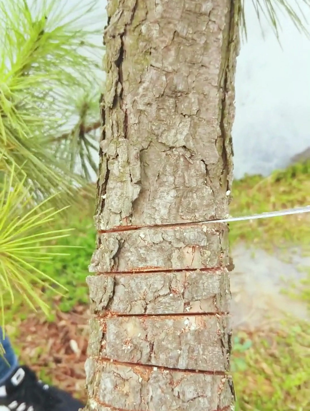 精品松树主干太直溜,给它来个"锯齿拿弯"看似不靠谱效果是好的