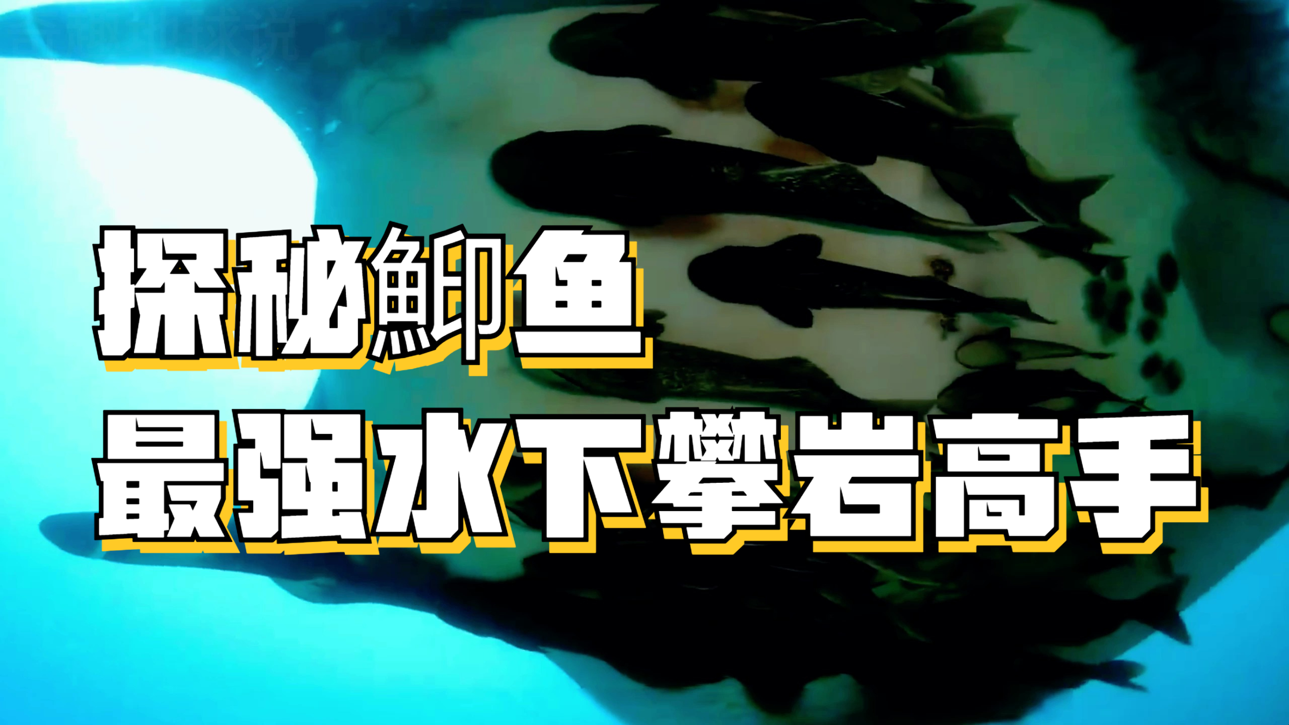 探秘鮣鱼:最强水下攀岩高手