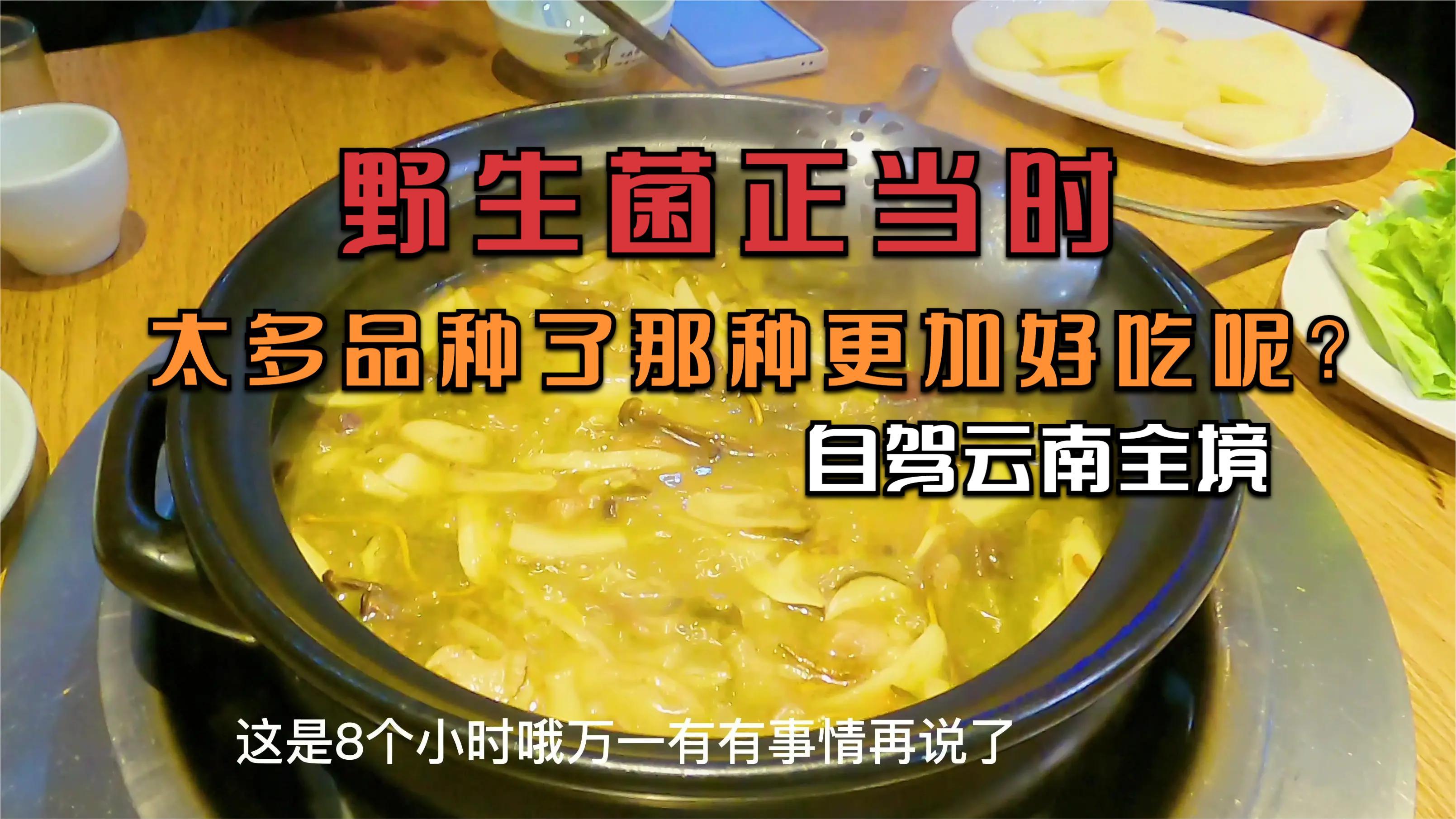 自驾云南全境,野生菌正当时,太多品种了那种更加好吃呢?