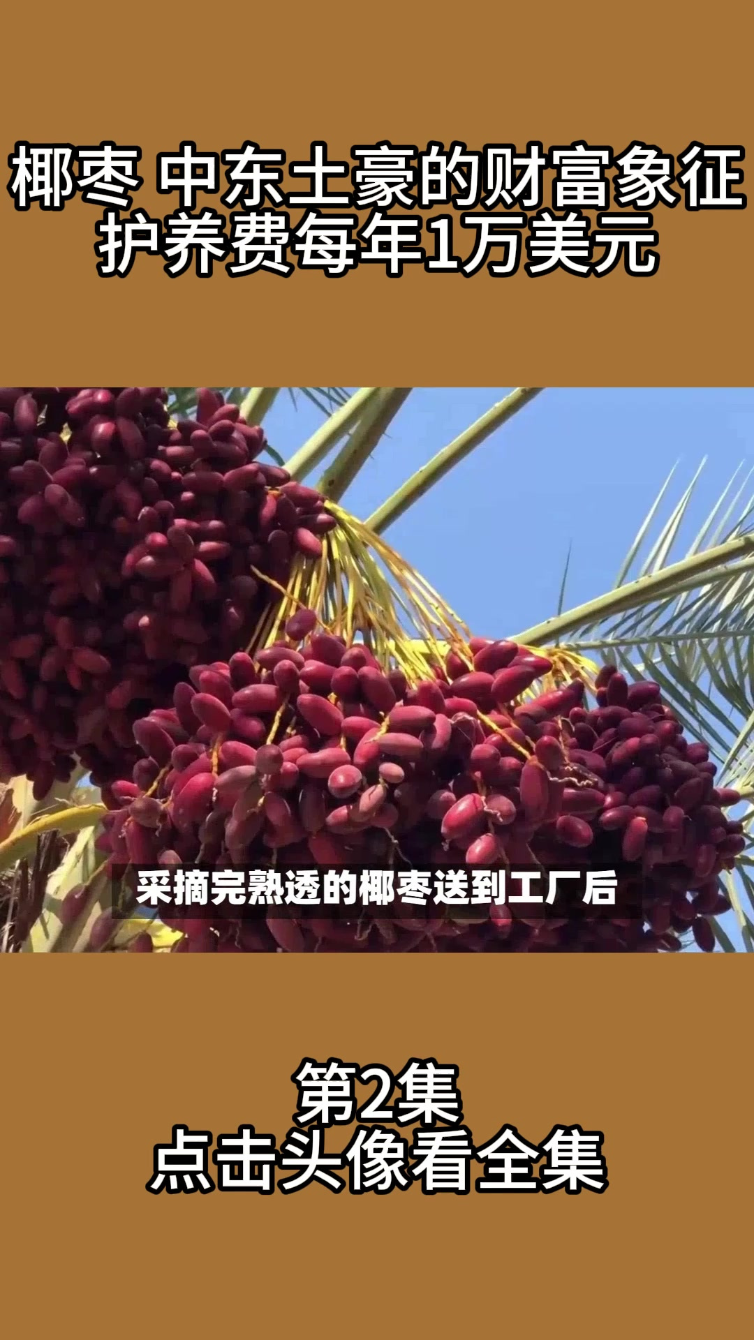 国外椰枣采摘网站官网_进口椰枣有什么功效与作用 国外椰枣采摘网站官网_进口椰枣有什么功效与作用