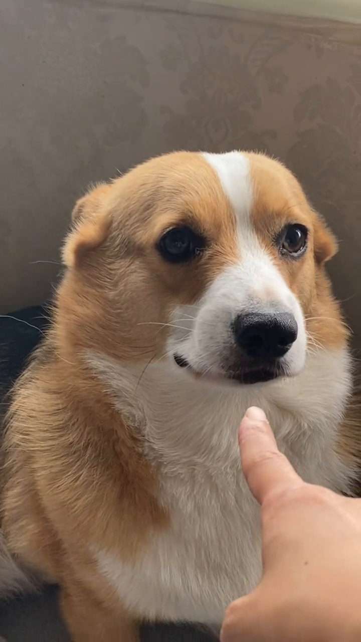 小狗狗讨厌一个人的眼神,是藏不住的