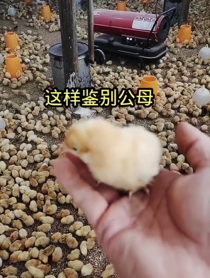 小鸡怎么分公母,学会了吗