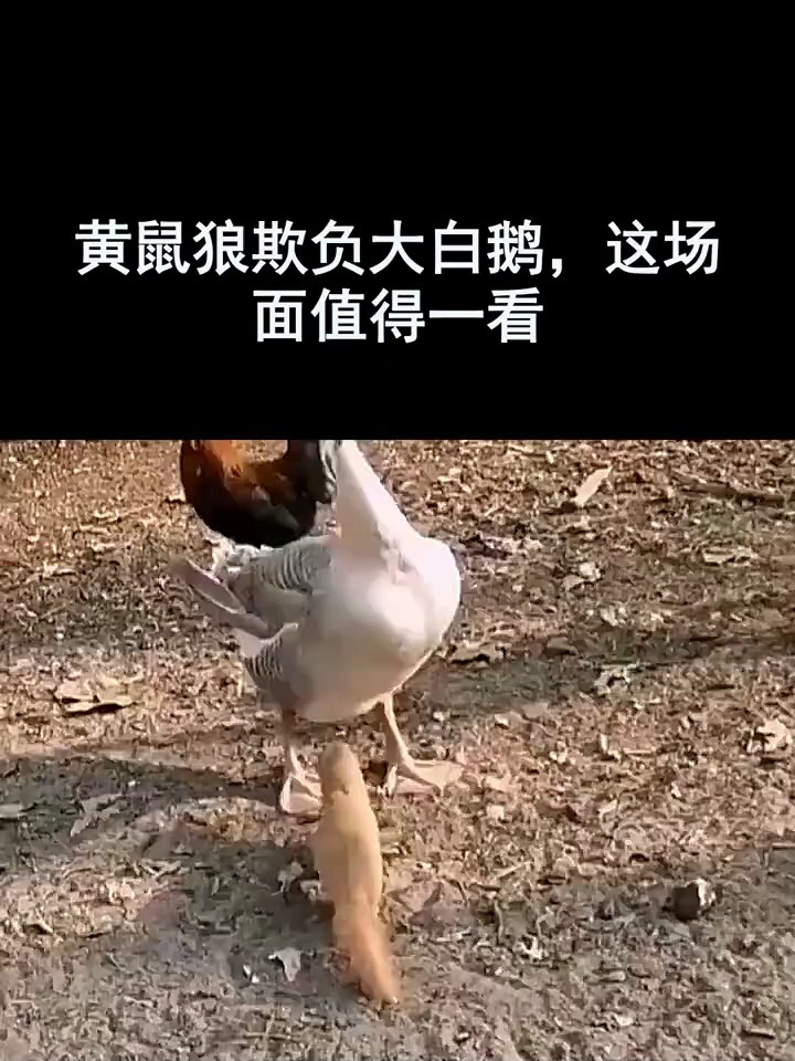 黄鼠狼为什么怕鹅是怎么回事为什么在线 黄鼠狼为什么怕鹅是怎么回事为什么在线