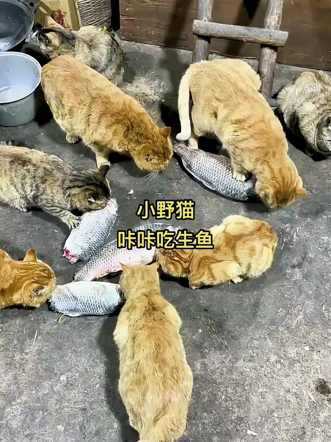 小野猫吃生鱼有营养?还是熟鱼有营养?