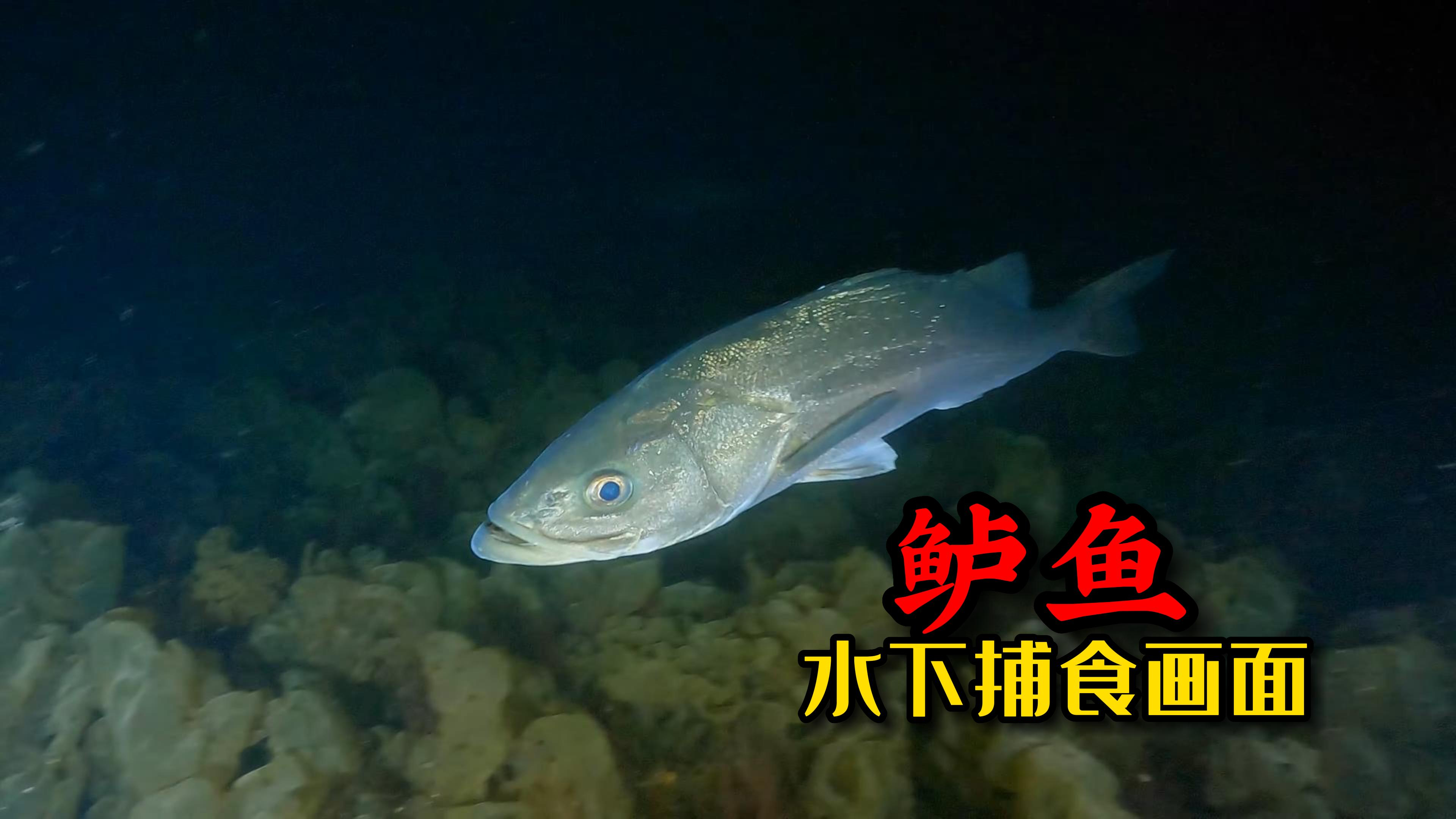 海钓鲈鱼的时候 鲈鱼在水里是如何吃饵的你见过吗?