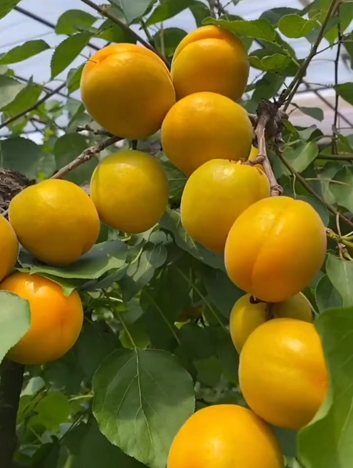 甜如蜜汁香味浓郁的 荷兰香蜜杏,霜降之后可以挖苗-度小视