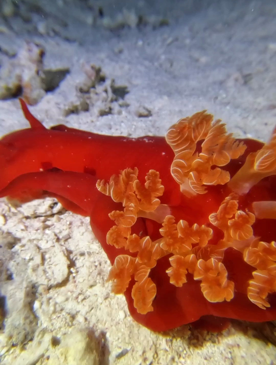 在海底爬行的海兔