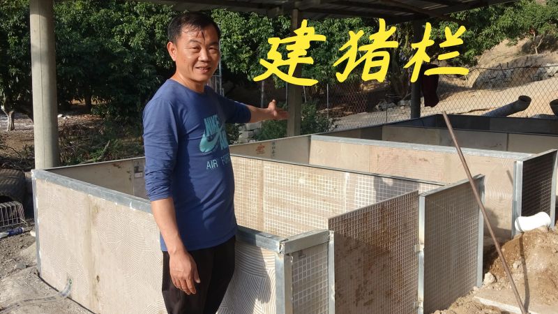 老林养猪越养越多，行情不好，扩建猪栏继续养，博一博才有好生活,三农,农技农策,好看视频