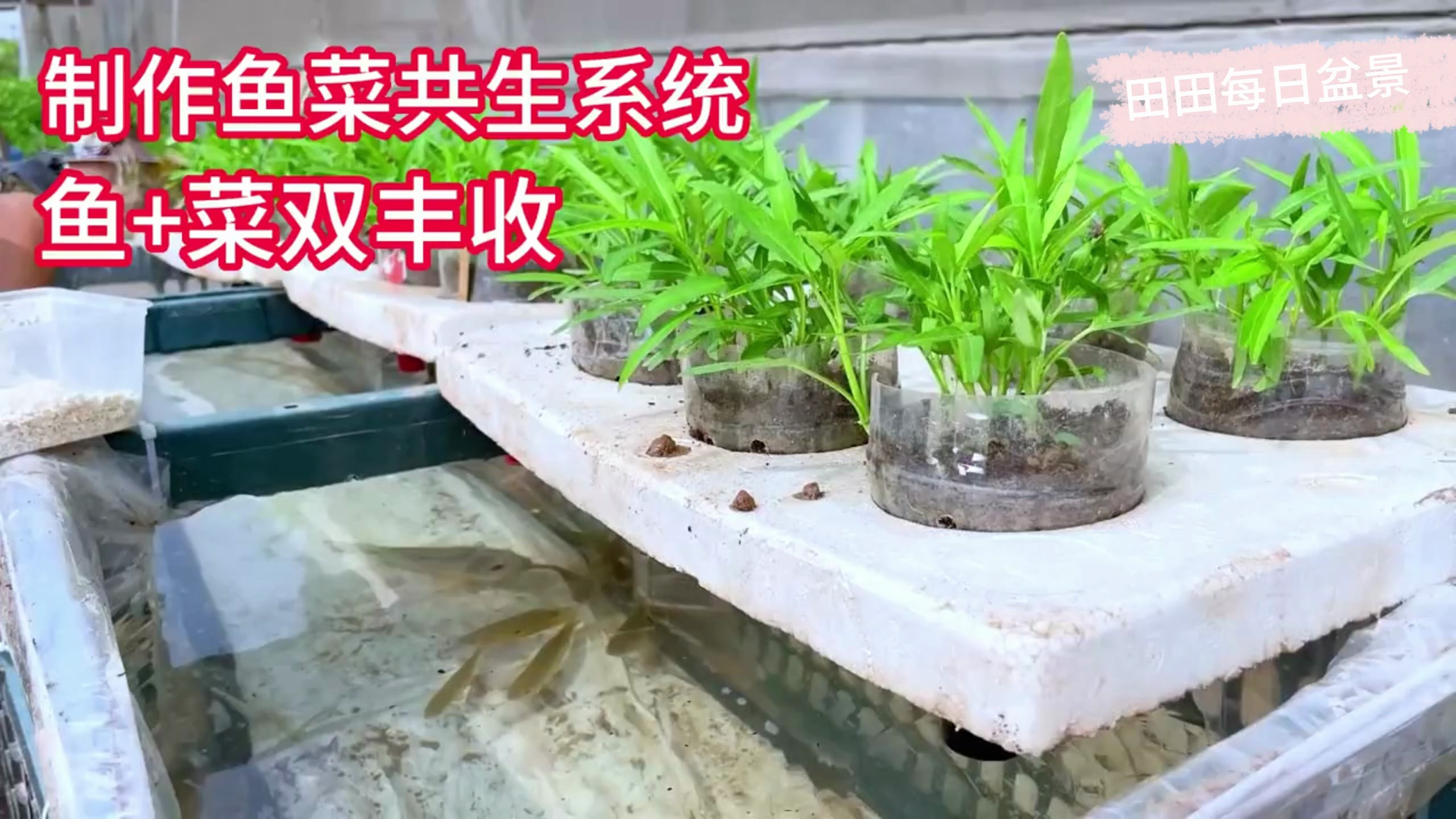 教你制作鱼菜共生系统,实现鱼+菜双丰收