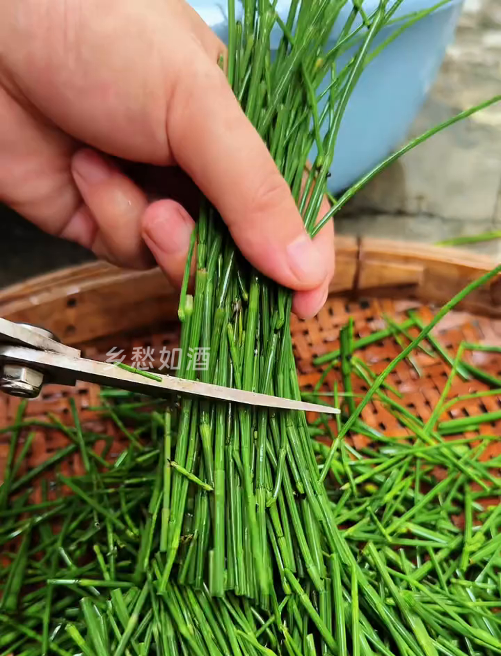 村里人爱摘这种黑根的节节草,晒干了用得上
