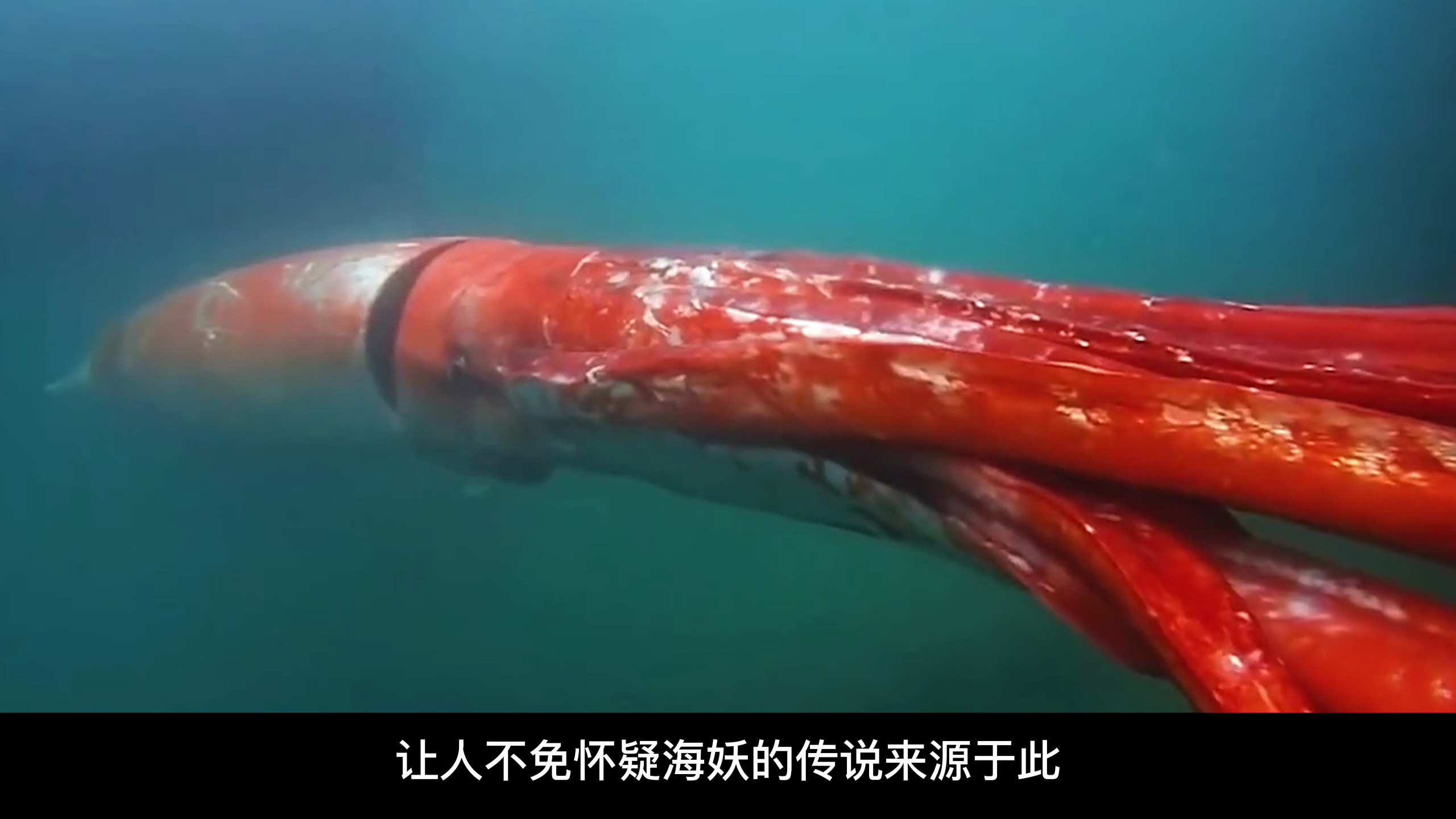 你知道海洋中有哪些巨大的生物吗?盘点10种最大的海洋生物